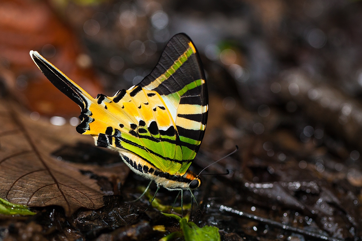 Motýl - národní park Gunung Mulu